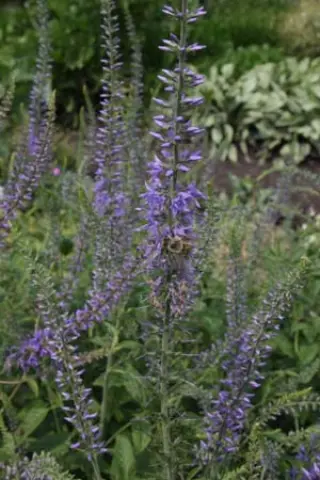 Veronica bachofenii
