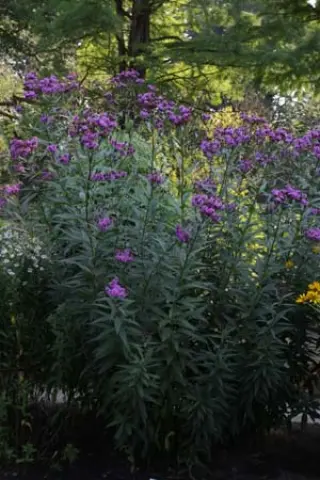 Vernonia baldwinii