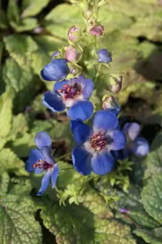 Verbascum 'Blue Lagoon'