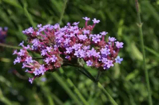 Verbena bonariensis