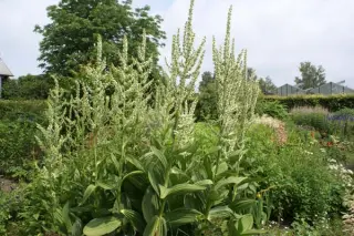 Veratrum californicum