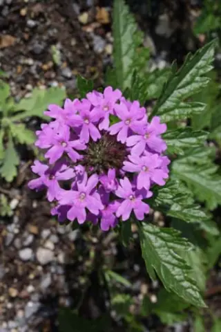 Verbena canadensis (Glandularia can.)