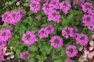 Verbena canadensis (Glandularia can.)
