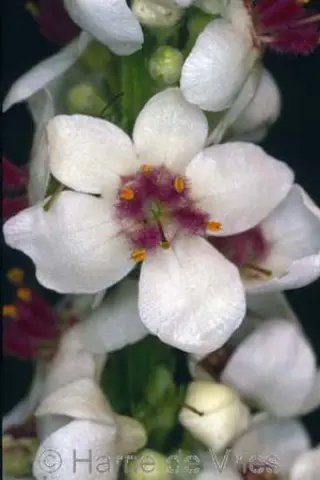 Verbascum chaixii 'Album'