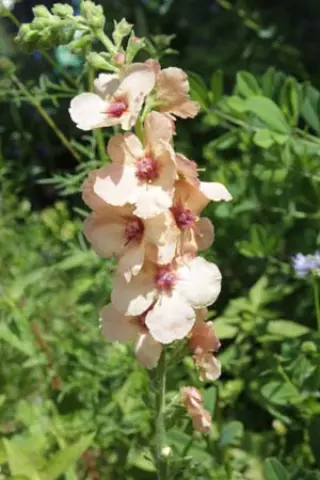 Verbascum 'Cotswold Beauty'