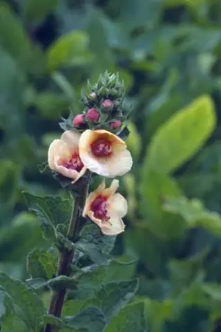Verbascum 'Cotswold Queen'