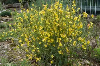 Verbascum creticum hybride