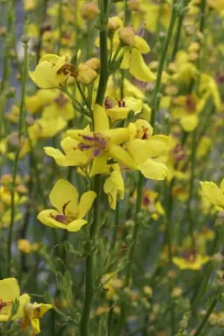 Verbascum creticum hybride