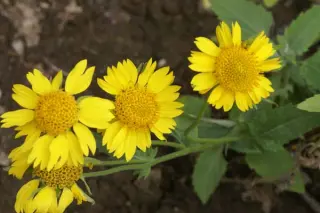 Verbesina encelioides