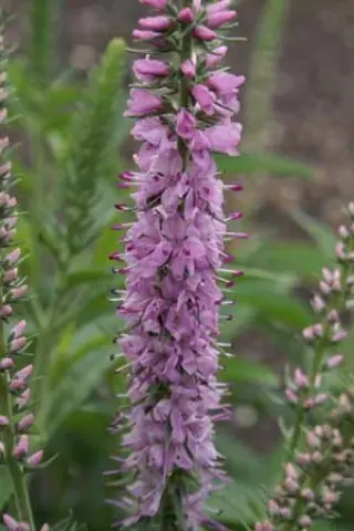 Veronica 'Fairytale'
