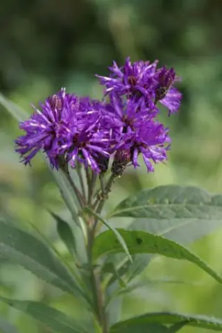 Vernonia fasciculata (coll.Oklahoma)