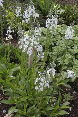 Veronica gentianoides 'Barbara Sherwood'