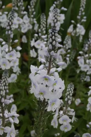 Veronica gentianoides 'Tissington White'