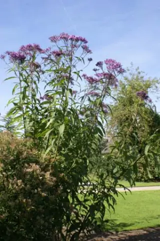 Vernonia gigantea (altissima)