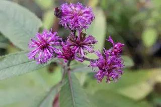 Vernonia gigantea (altissima)