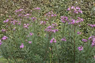 Vernonia glauca