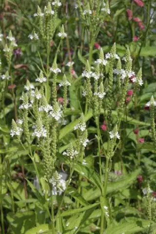 Verbena hastata 'Alba'
