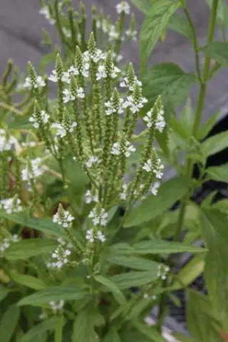 Verbena hastata 'Alba'