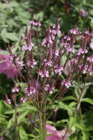 Verbena hastata 'Rosea'