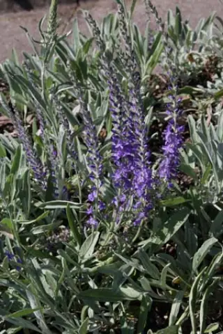 Veronica incana (Coll. Mongolië)