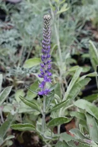 Veronica incana ssp. pallens