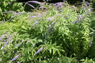 Veronicastrum japonicum