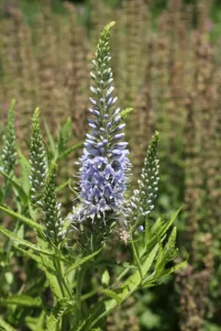 Veronica kiusianum (hoge vorm)