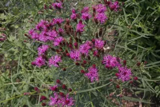 Vernonia lettermannii