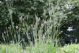 Verbena littoralis
