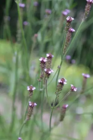 Verbena littoralis