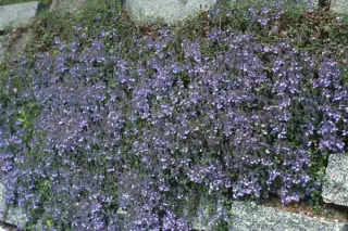 Veronica liwanensis