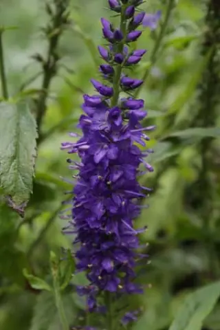 Veronica longifolia 'Blue Indigo'