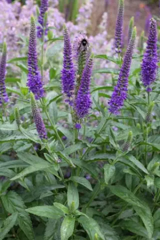 Veronica longifolia 'Blue Indigo'