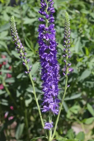 Veronica longifolia 'Blue John'