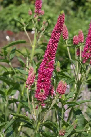 Veronica longifolia 'First Love'