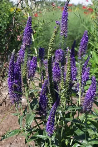 Veronica longifolia 'Marietta'
