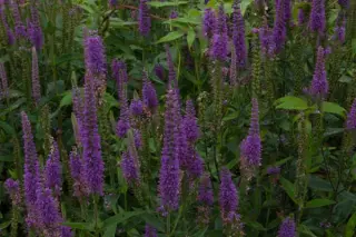 Veronica longifolia 'Purpleicious'