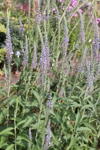 Veronica longifolia 'Skyscraper'