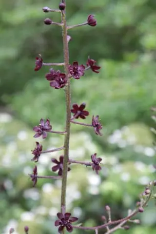 Veratrum maackii var. japonicum