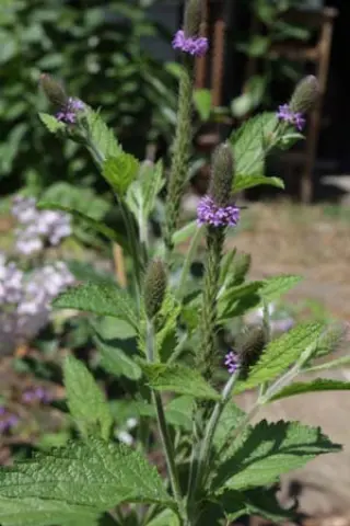 Verbena macdougalli 'Silver Leaf'