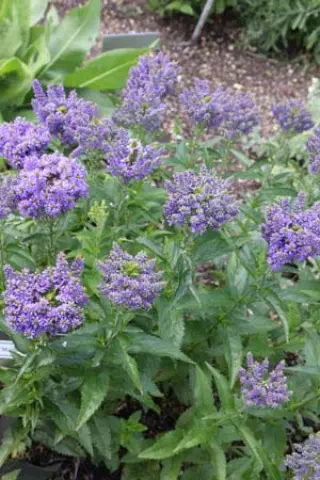 Veronica 'Marissa'
