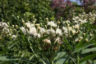 Vernonia noveboracensis 'Albiflora' (White Lightni