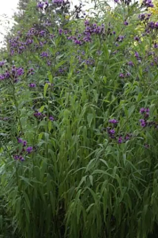 Vernonia noveboracensis