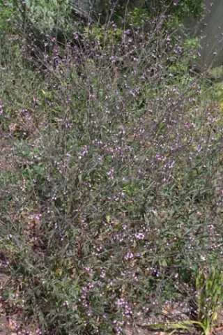 Verbena officinalis var grandiflora 'Bampton'