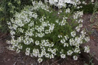 Veronica orientalis 'Purity'