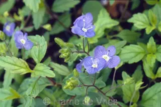 Veronica peduncularis 'Oxford Blue'
