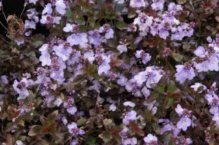 Veronica petraea 'Madame Mercier'