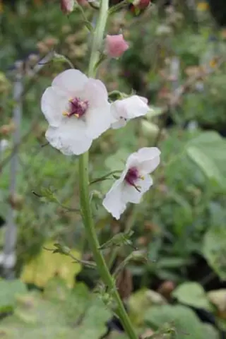 Verbascum phoeniceum x blattaria