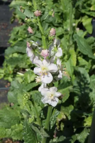 Verbascum phoeniceum 'Flush Of White'