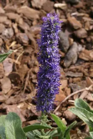 Veronica porphyriana